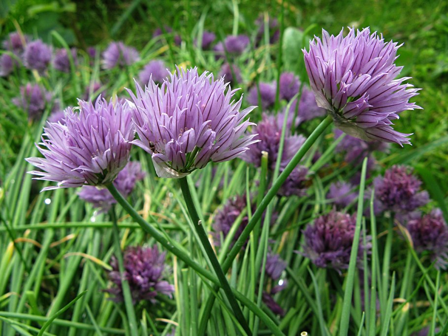 Лук шнитт (Allium schoenoprasum)