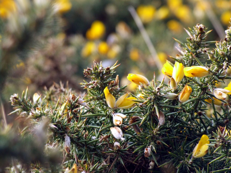 Улекс густой