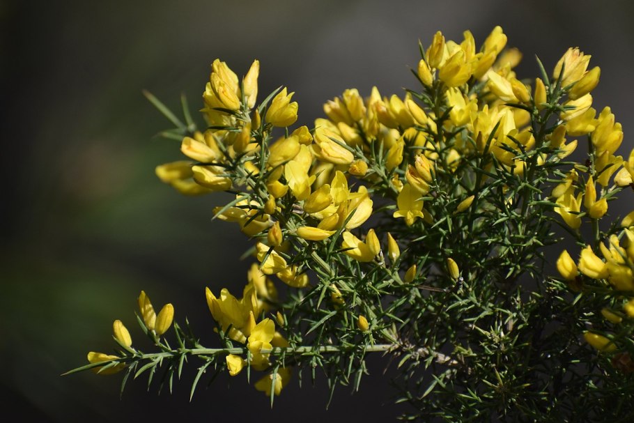 Утесник обыкновенный