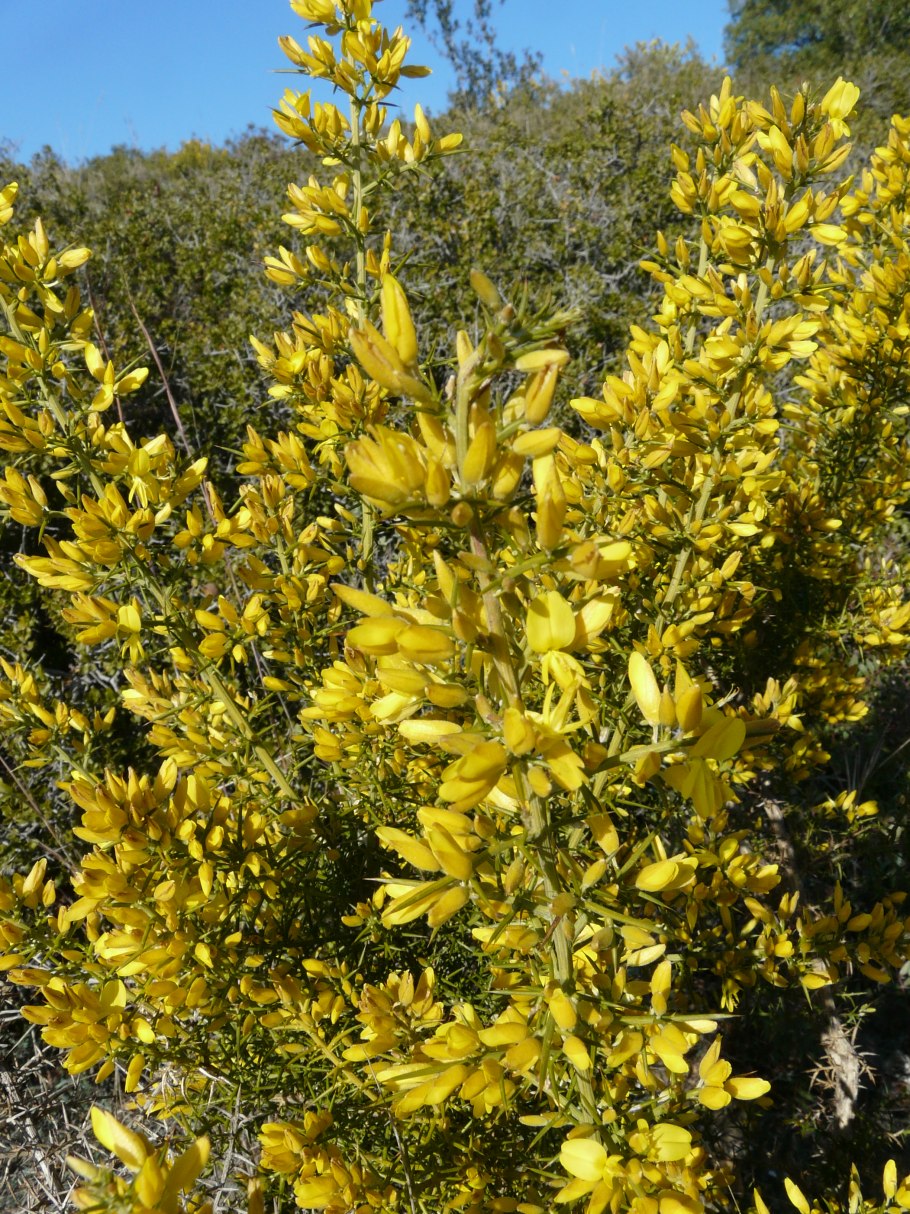 Улекс малый