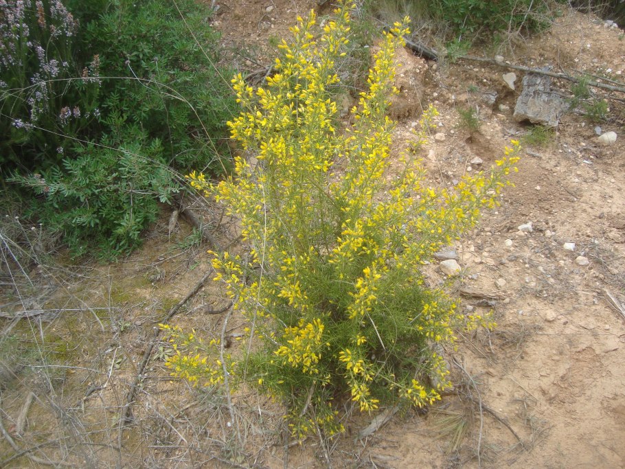 Genista scorpius