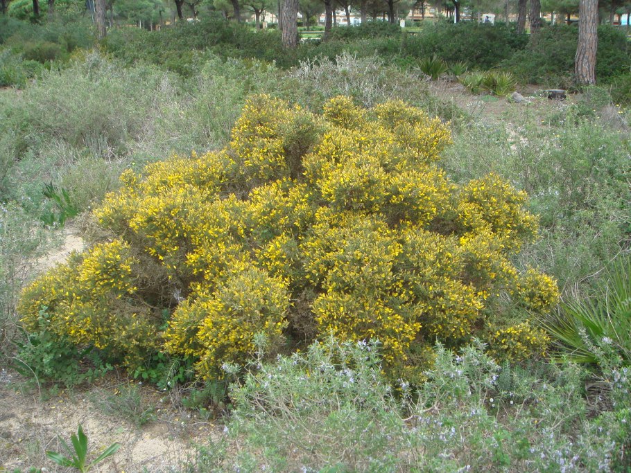 Gorse bush