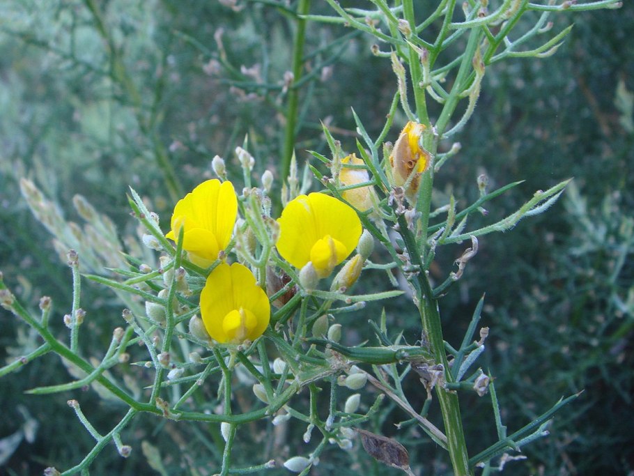 Senna artemisioides