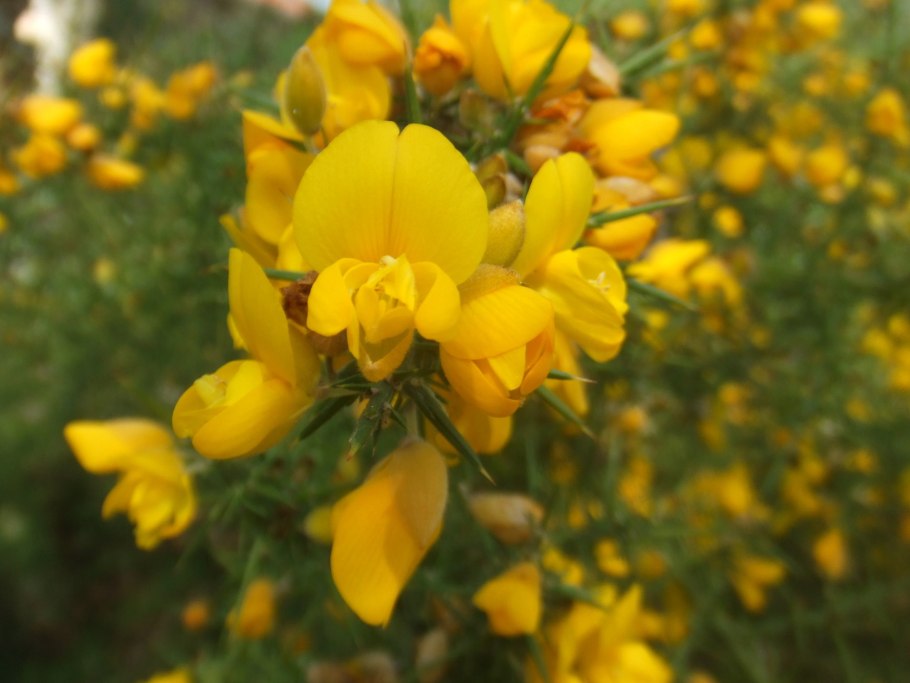 Ulex europaeus