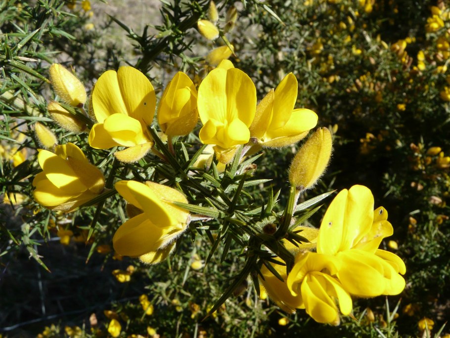 Улекс кантабрийский