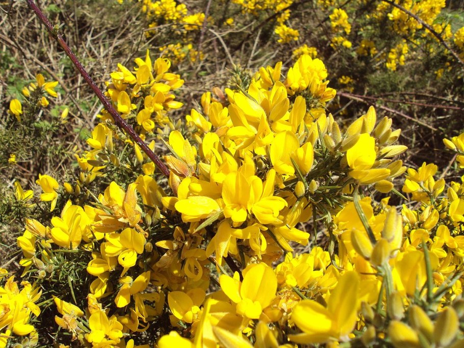GOP Gorse