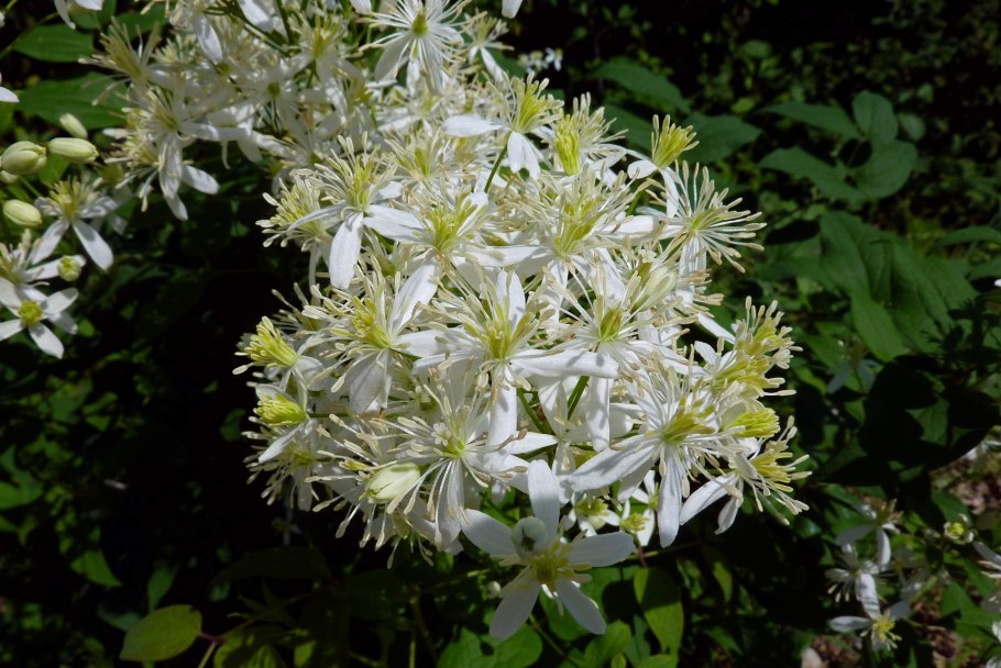 Клематис мелкоцветковый белый ломонос