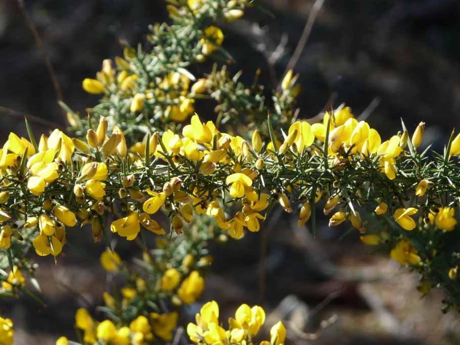 Gorse Bush