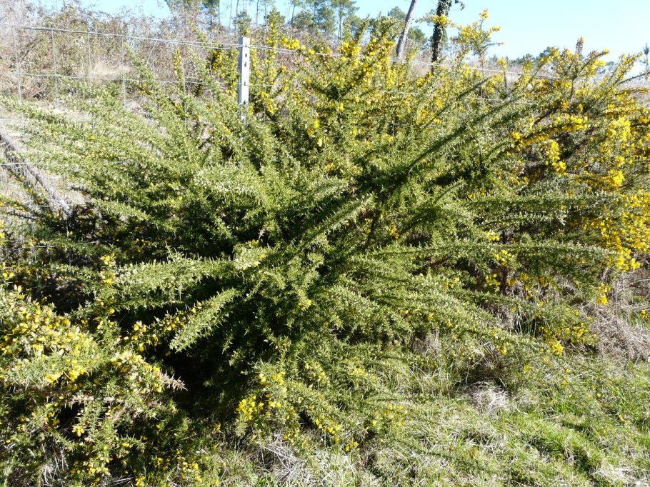 Тис ягодный (taxus baccata elegantissima)