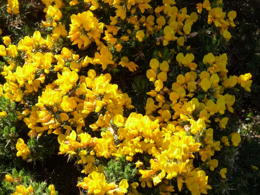 Улекс малый