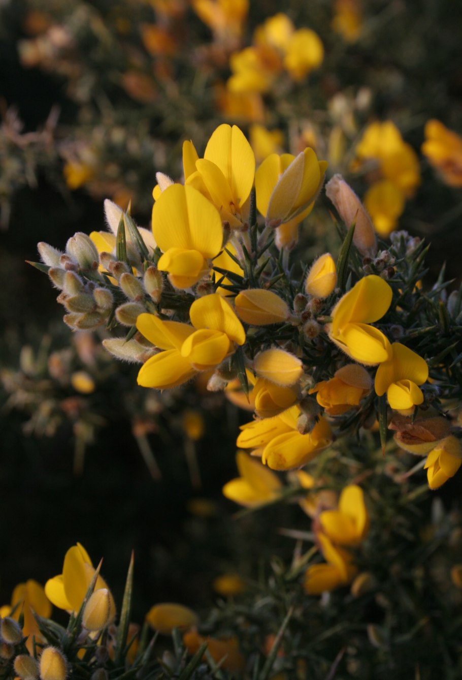 Утёсник европейский