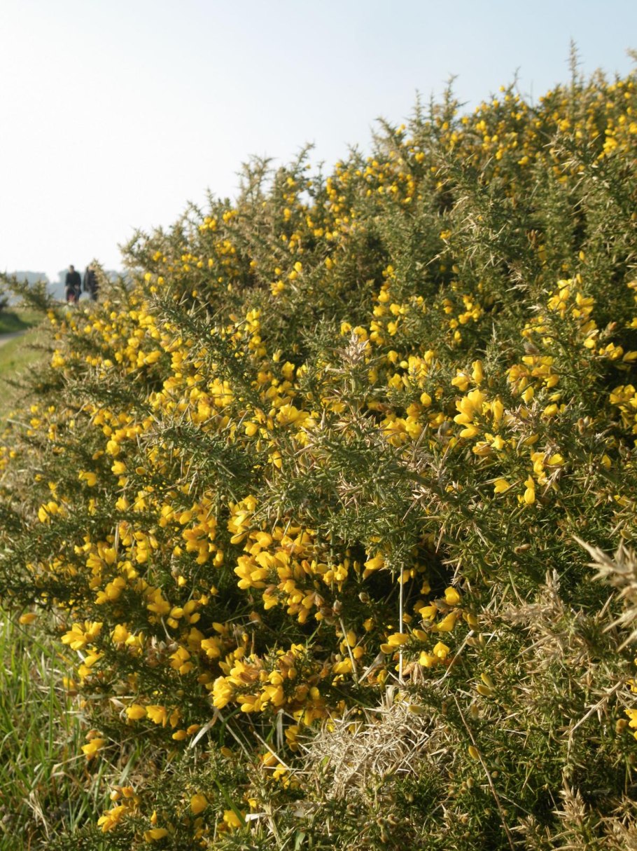Gorse bush