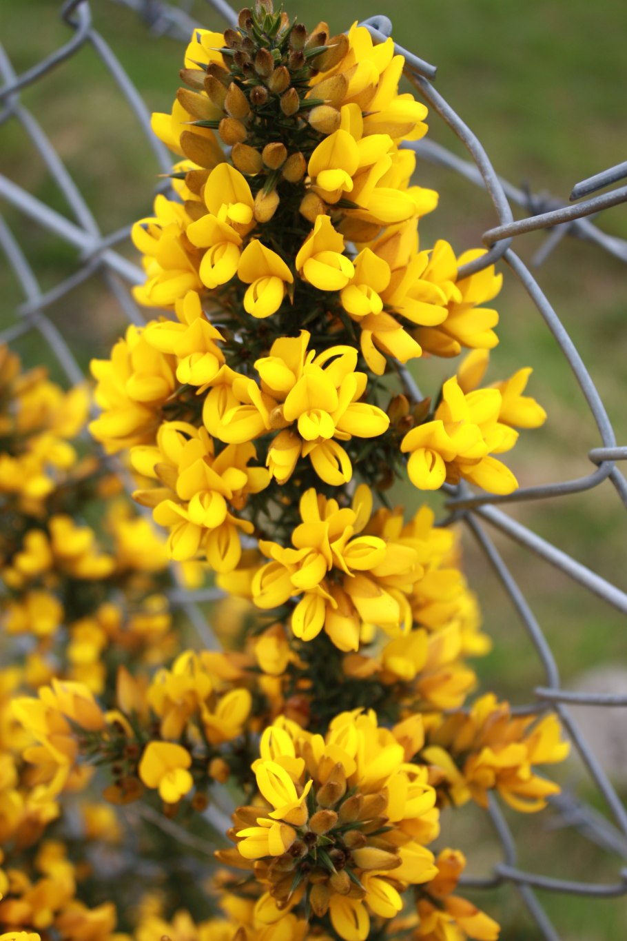 Желтые кустовые цветы