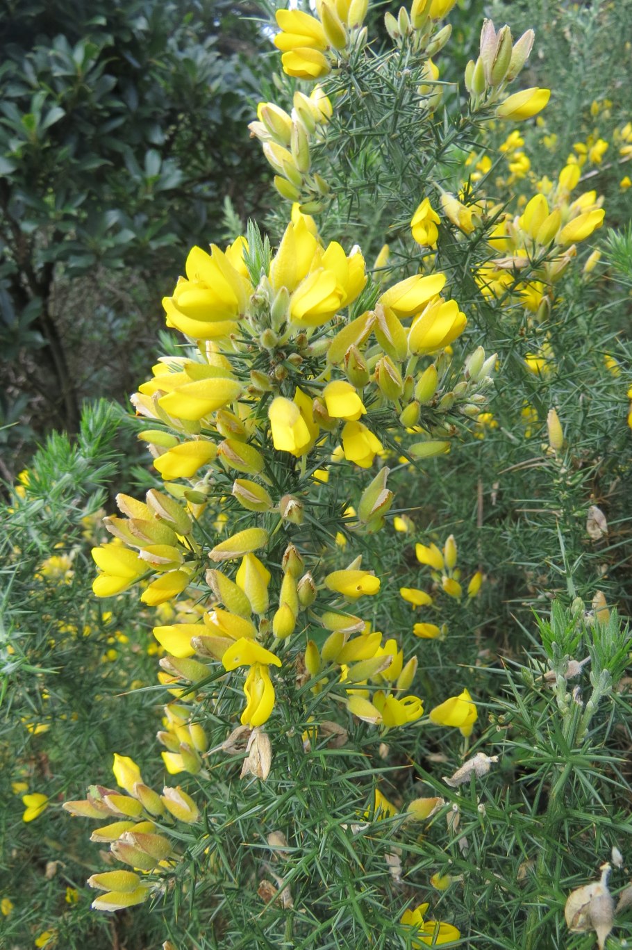 Гениста шпахиана 12/25, шт