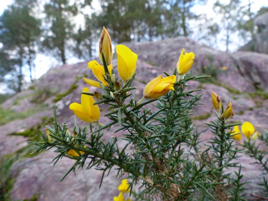 Дрок утесник