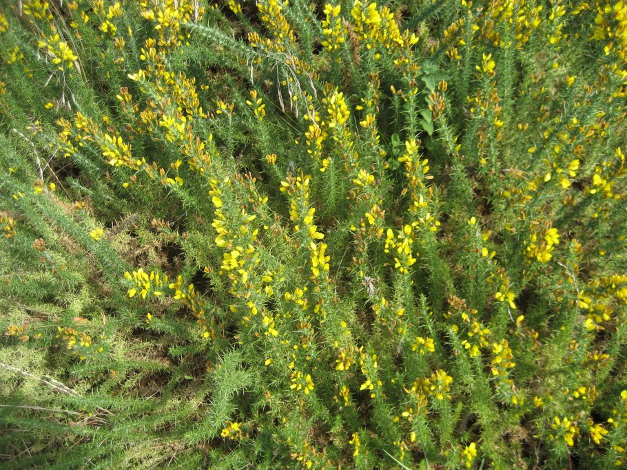 Дрок красильный (genista tinctoria)
