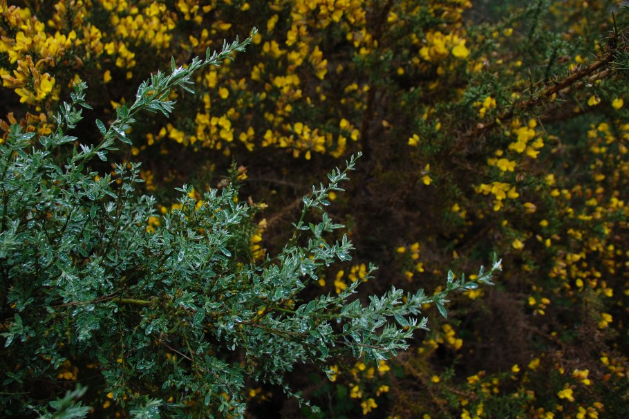 Улекс кантабрийский