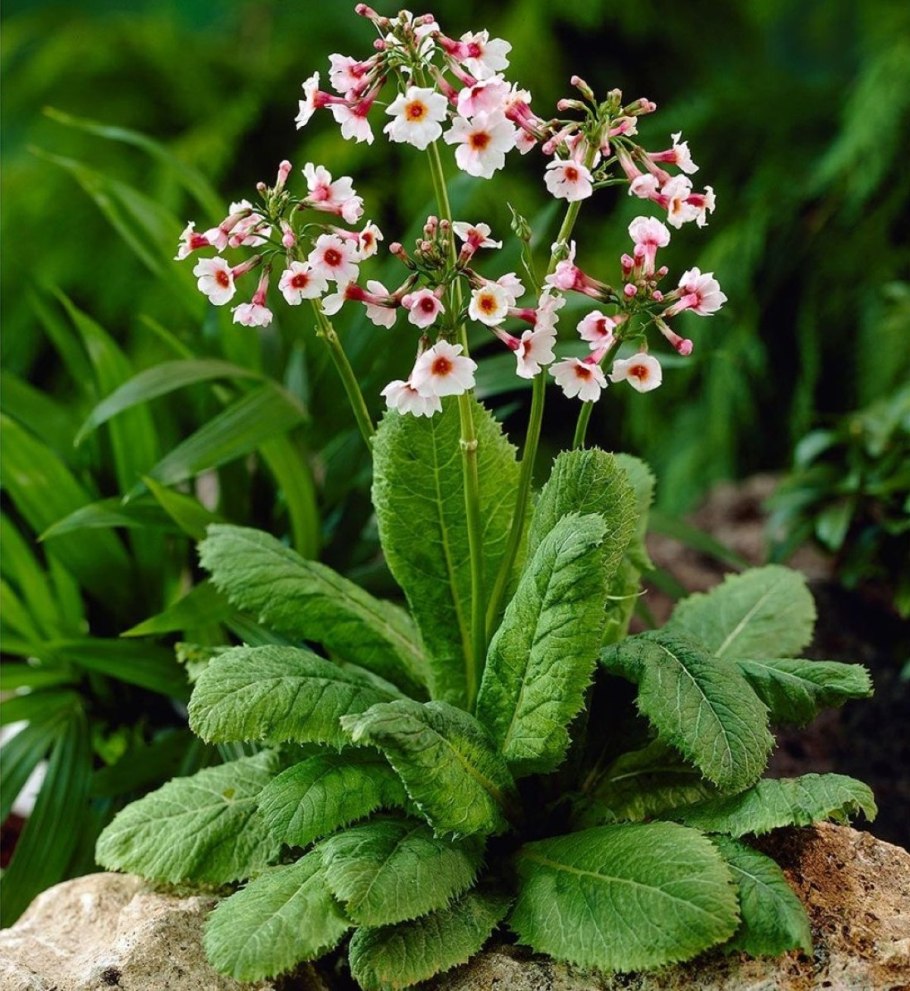 Примула японская