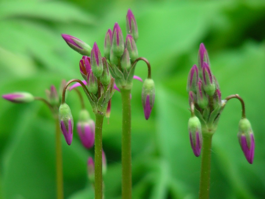 Альпиниум цветы