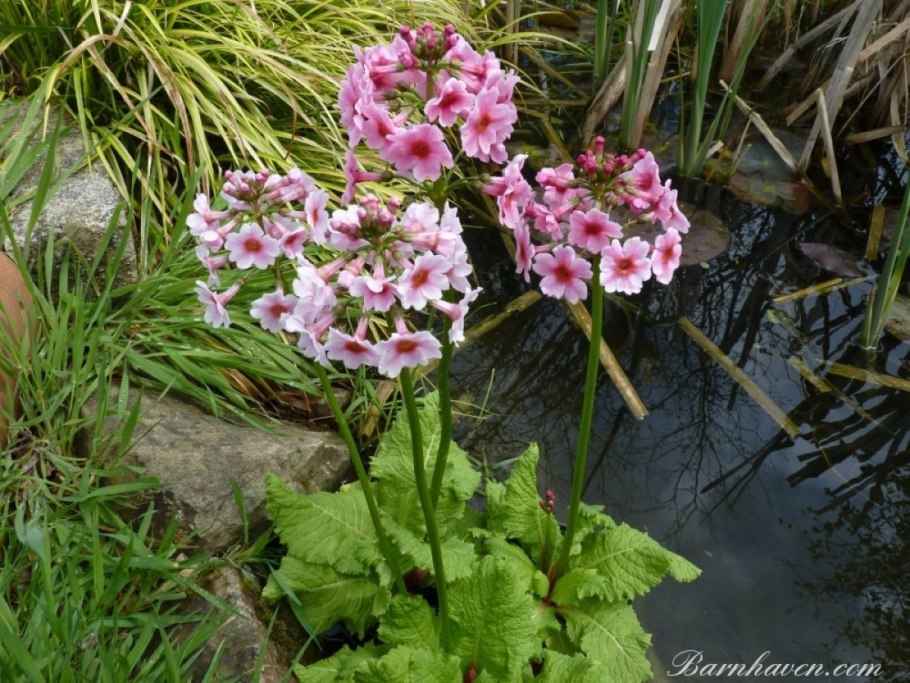 Примула Эппл блоссом