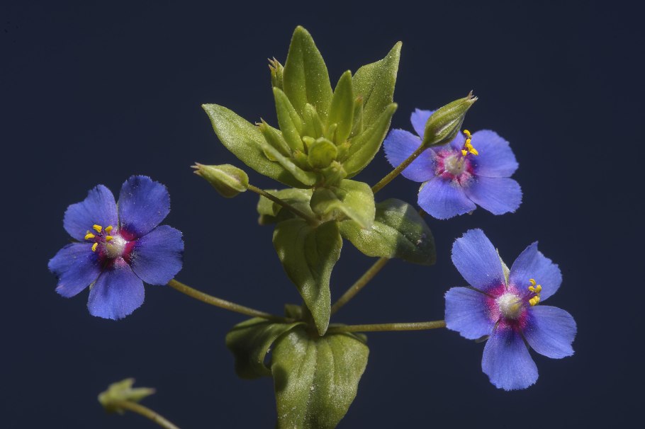 Bartl/ Бартл примула