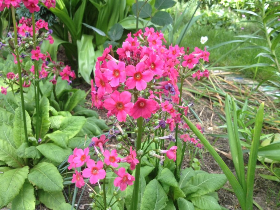 Примула японская канделябровая