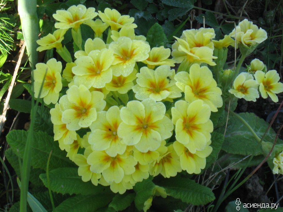 Примула канделябровая