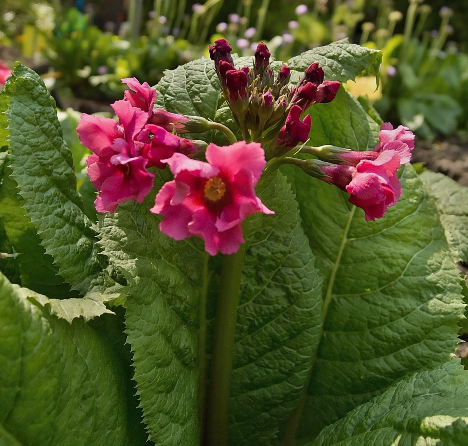 Примула Миллерс Кримсон