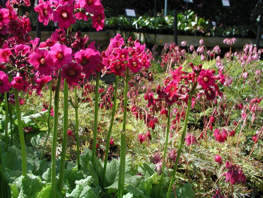 Примула японская канделябровая