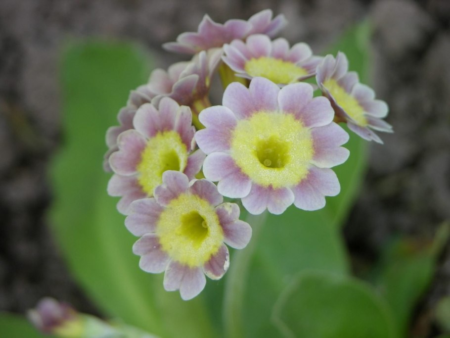 Примула Appleblossom