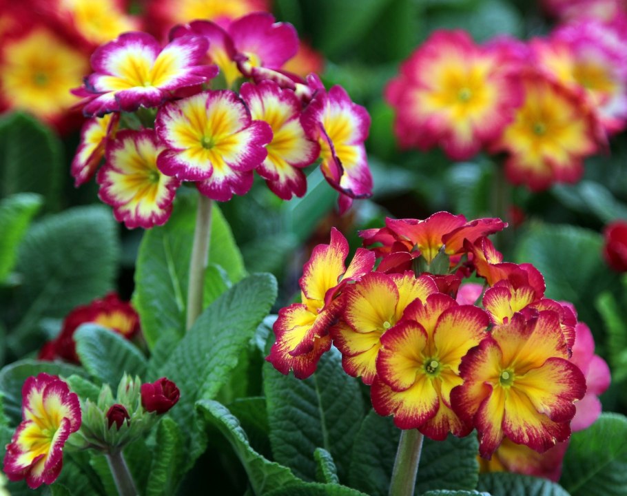 Примула японская смесь окрасок