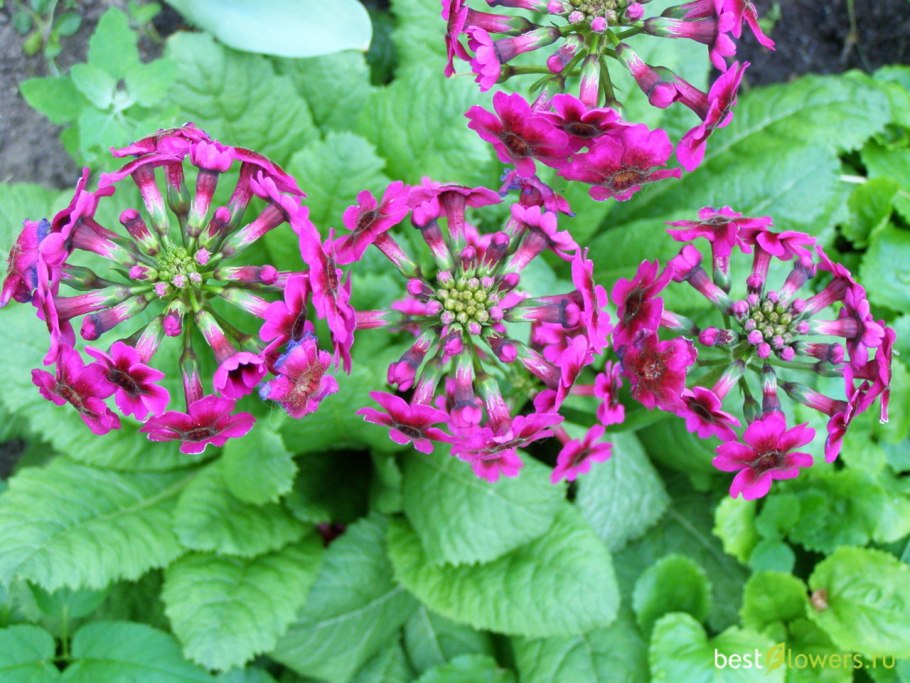 Пушкиния и пролеска