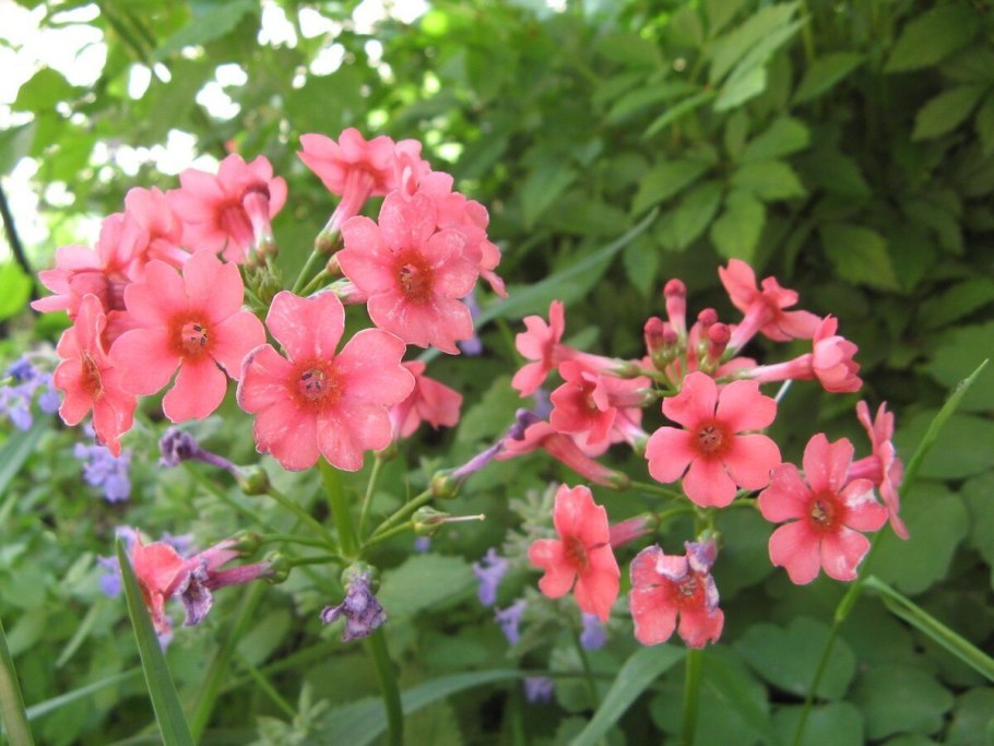 Примула японская белая