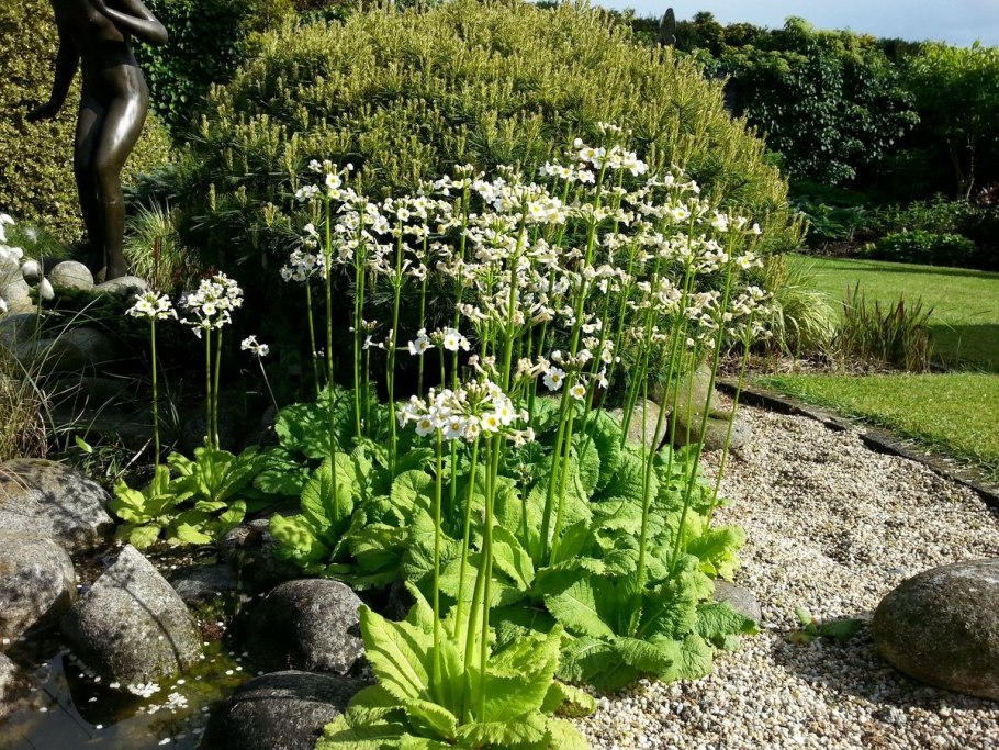 Примула японская Альба