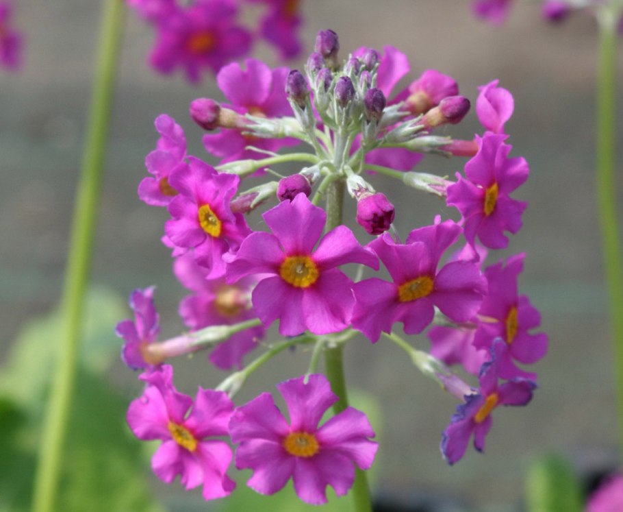 Примула Мистассини