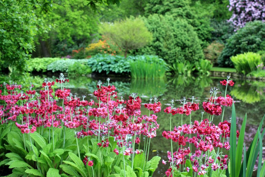 Примула Миллерс Кримсон