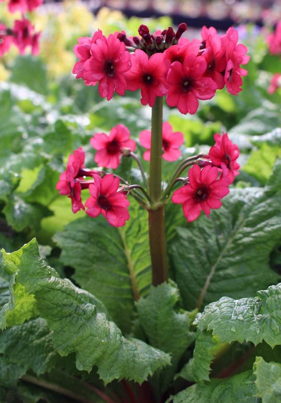 Примула японская канделябровая