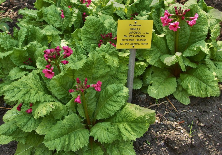 Примула миллерс кримсон