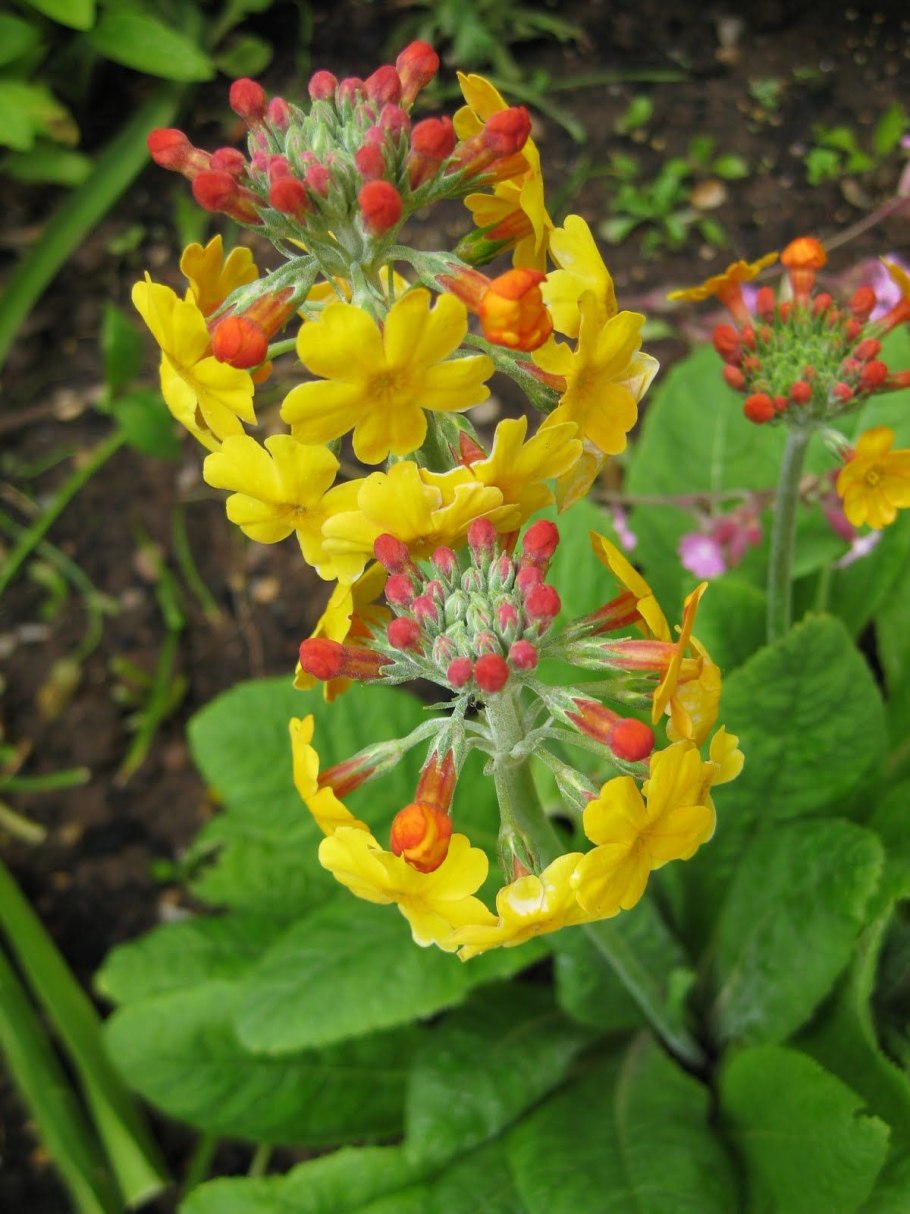 Примула буллея