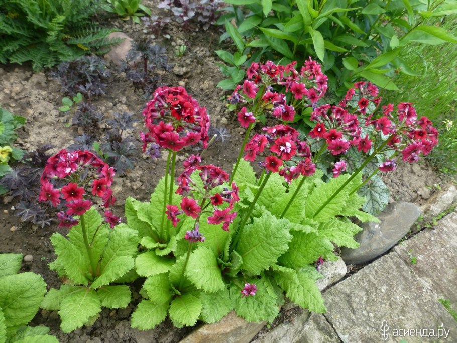 Примула Миллерс Кримсон