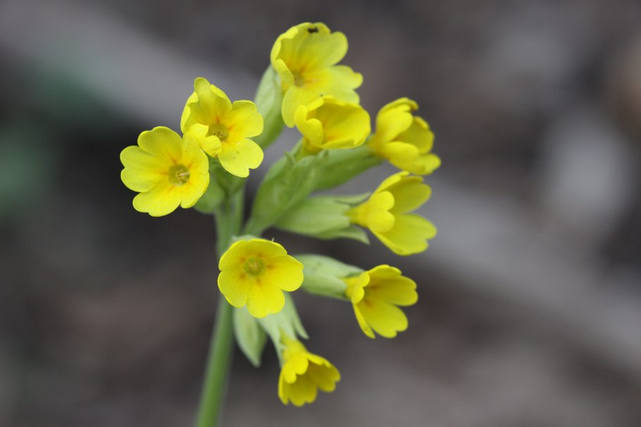 Первоцвет весенний примула баранчики