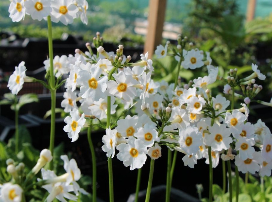 Примула японская (Primula japonica)