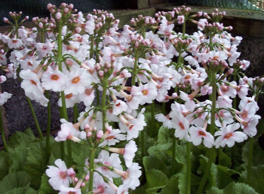 Примула японская Эппл блоссом