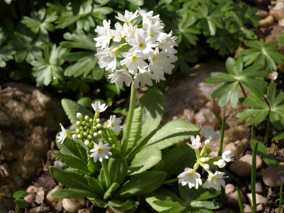 Primula japonica Alba