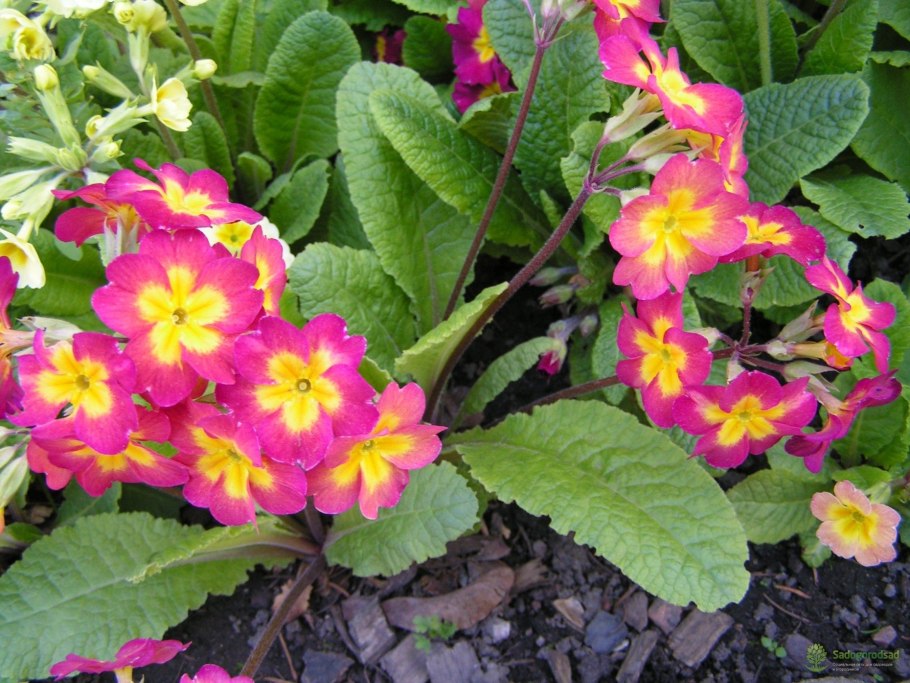 Pimpernel цветок