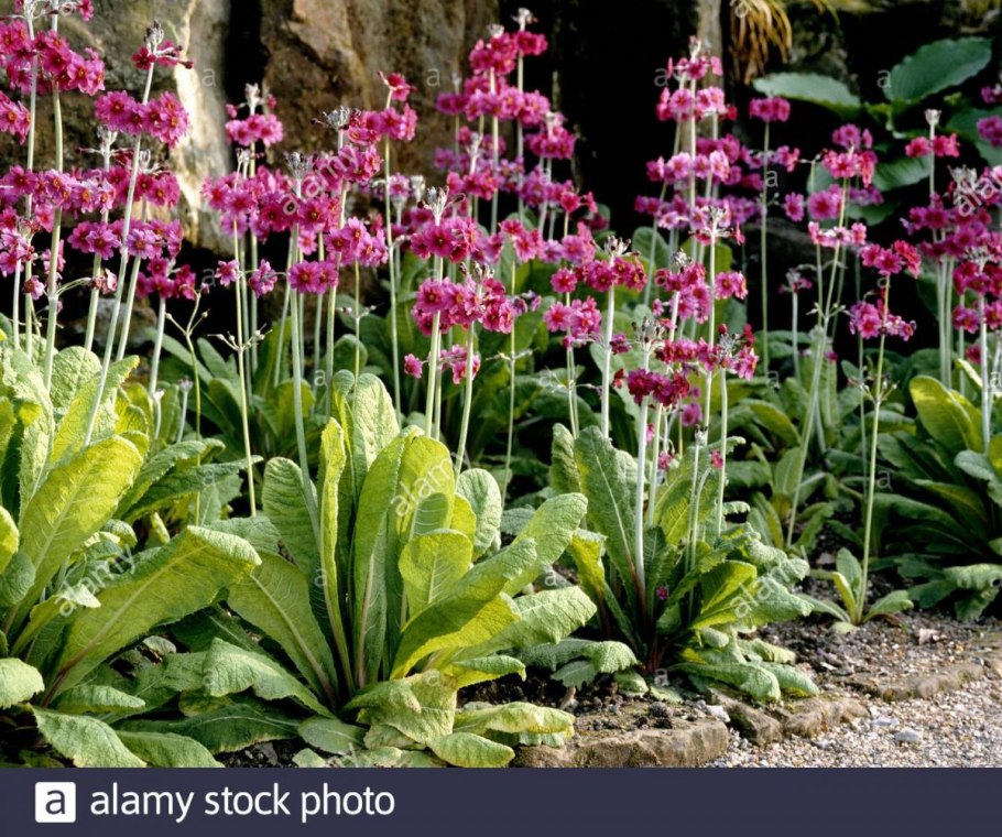 Примула Эппл блоссом