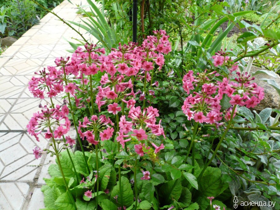 Примула горный Алтай