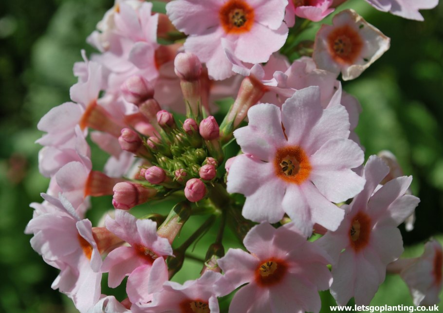 Примула Эппл блоссом