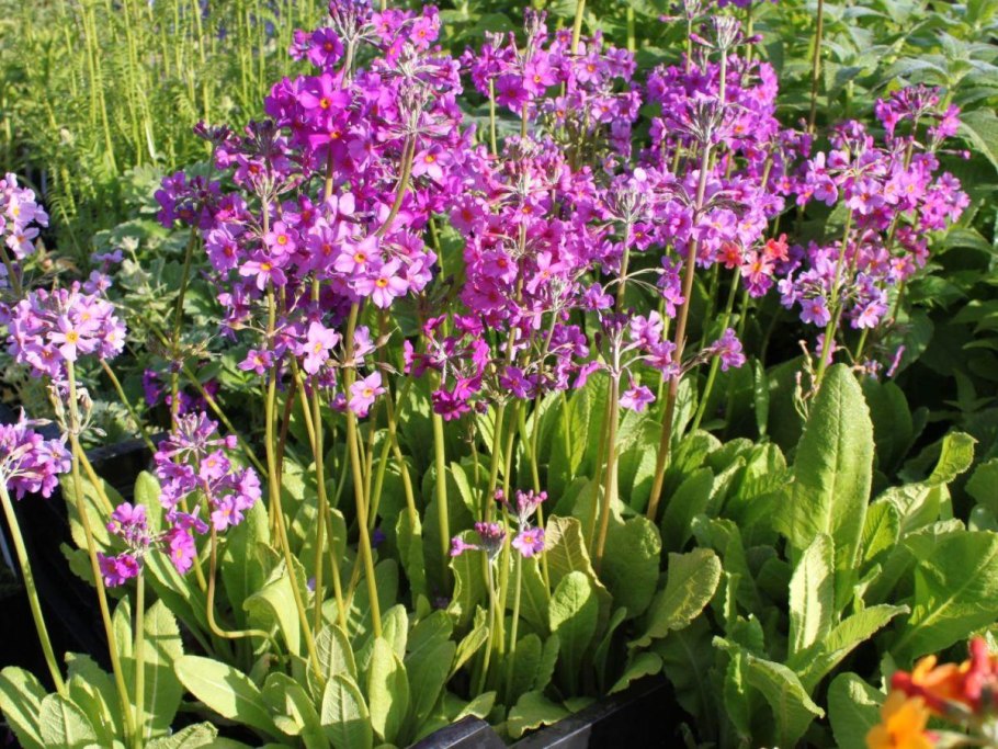 Примула двухцветная