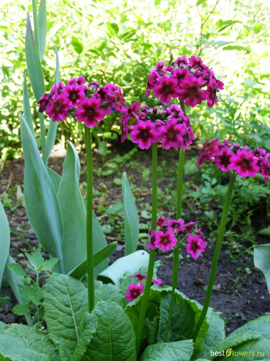 Примула японская Кармина